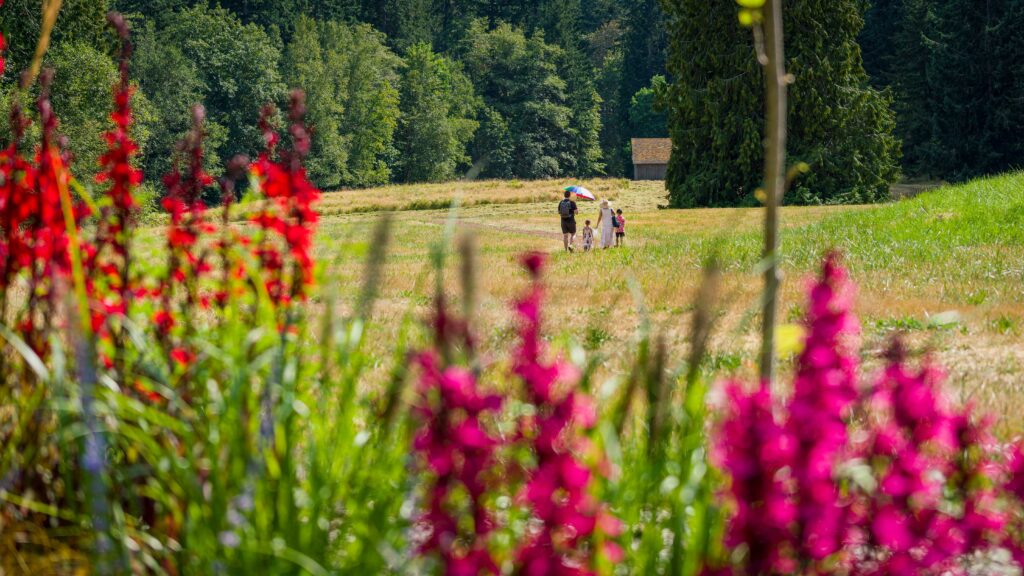 Bloedel Reserve Meadow