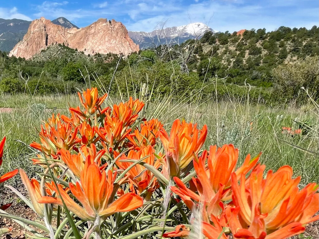 Garden of the Gods Wildflower Hike