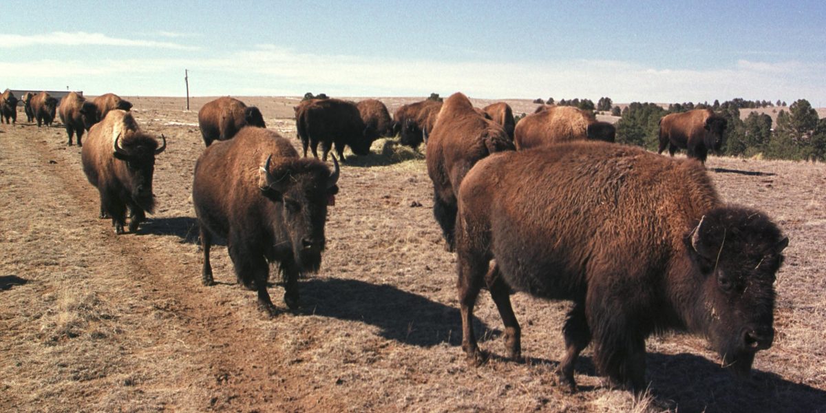 Colorado Plains Bison