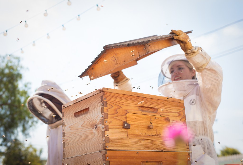 How to Build a Successful Bee Garden, According to a Professional Beekeeper