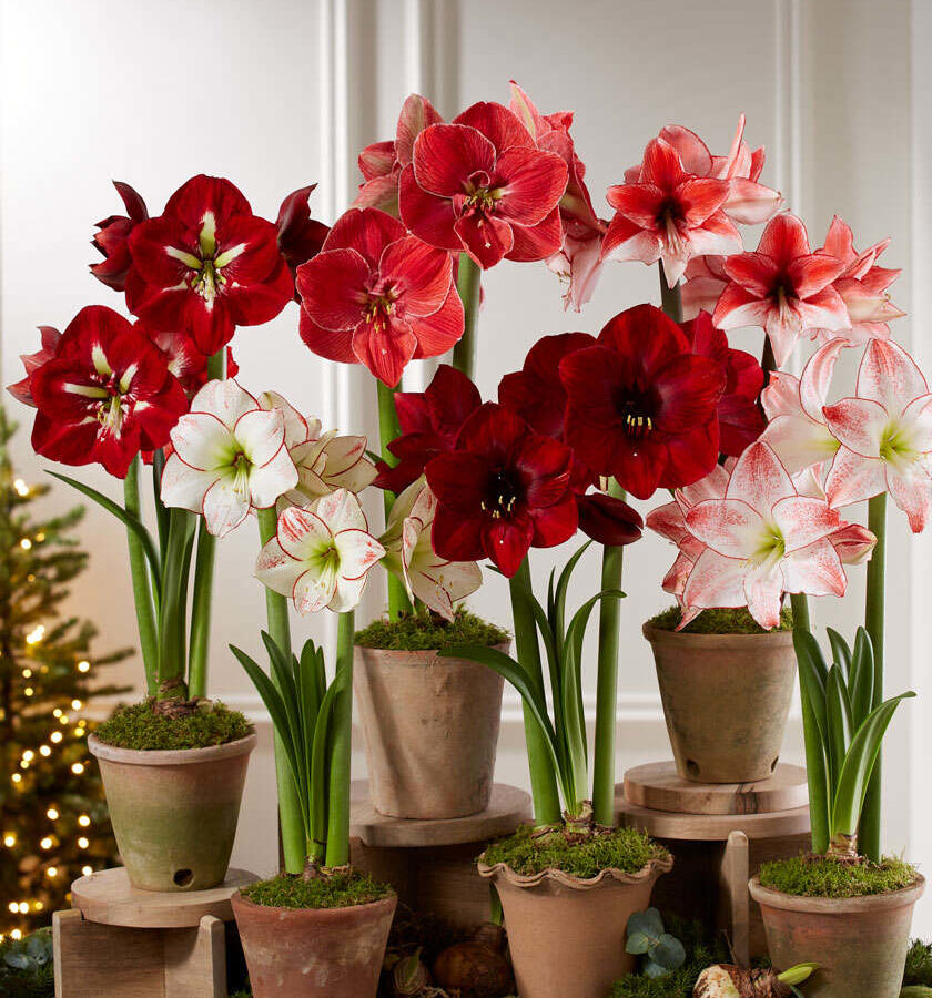 Amaryllis