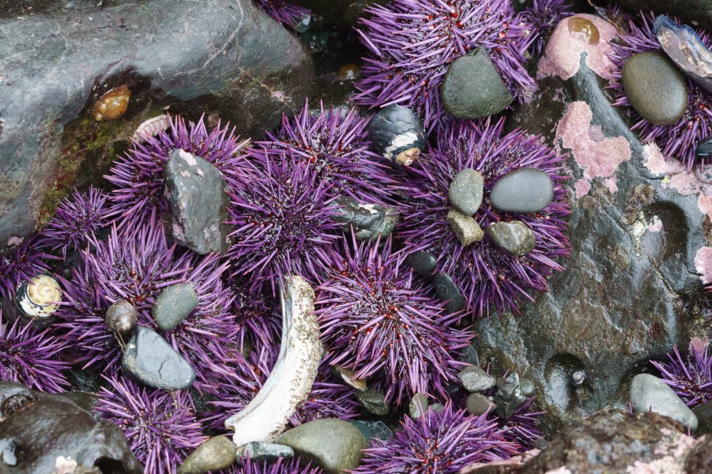 This Outrageously Pretty Purple Tile Is Actually Made out of Sea Urchins