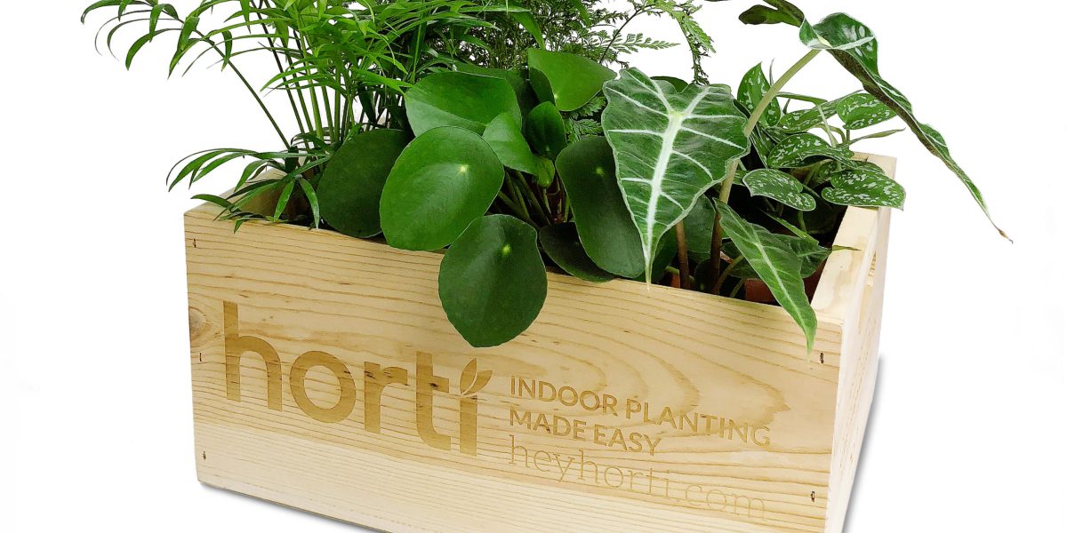Horti Houseplant Subscription