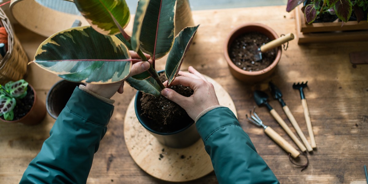 Houseplant Care Rubber Plant