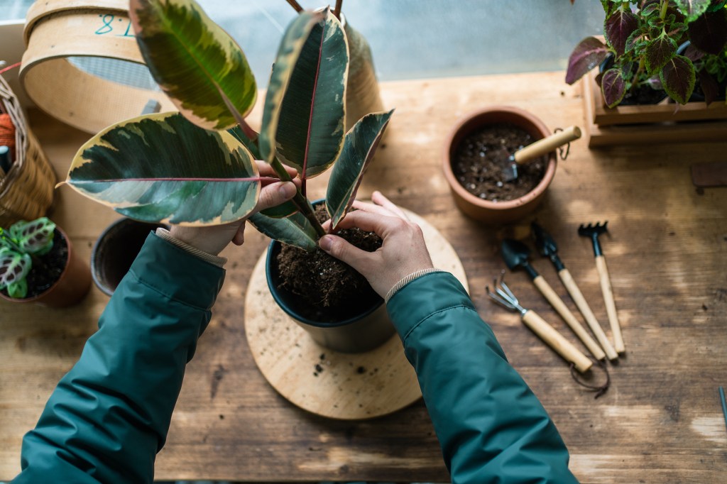 Everyone Needs a Houseplant Emergency Kit. Here’s How to Build One.