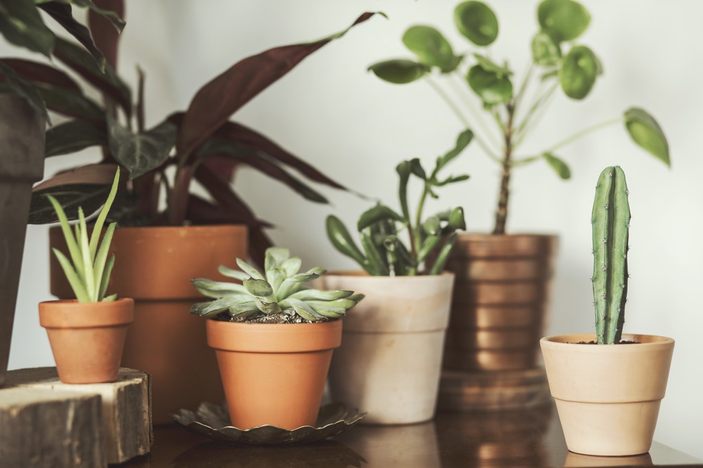 Here’s How to Pick the Perfect Pot for Your Houseplants