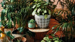 Houseplants Greenery