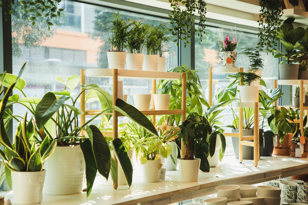 This Long-Lasting Tree Is the 2026 Plant of the Year
