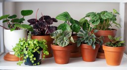 Houseplants on Shelf
