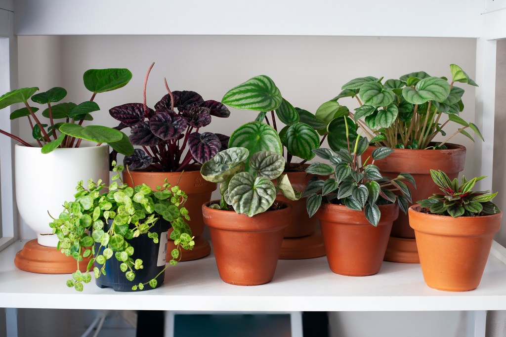 Everyone Will Have This Houseplant in 2024, According to Experts