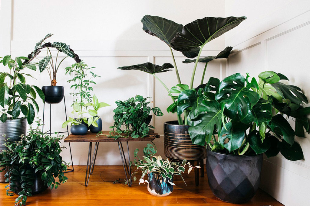 Houseplants