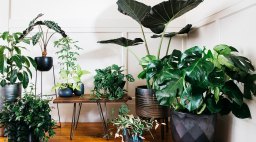 Houseplants