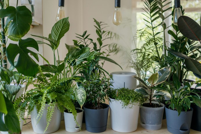 Houseplants