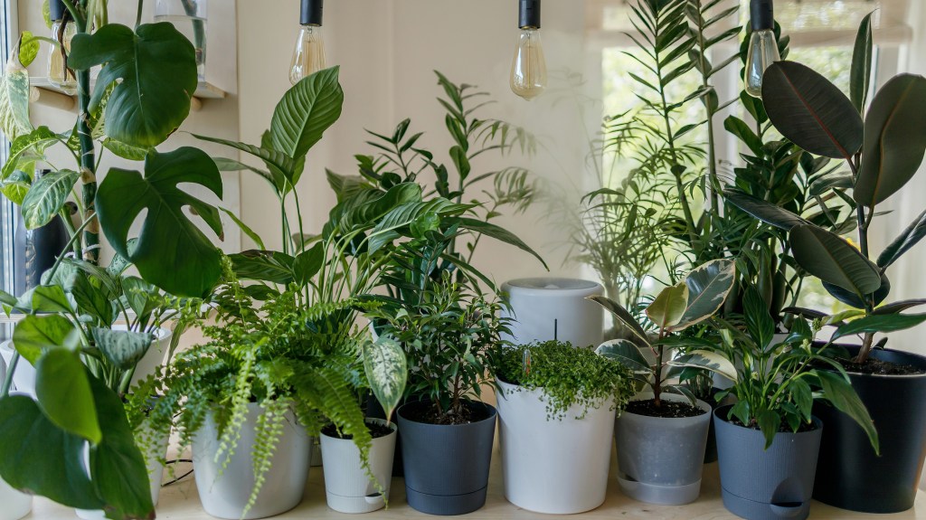 This Visual Design Trick Is the Coolest Way to Style Your Houseplants