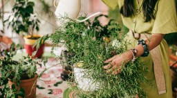 Watering Houseplants