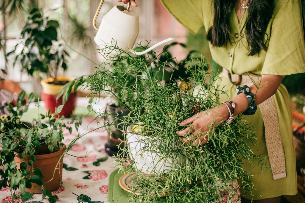Yes, You Can Get A Massive Plant at Costco For Under $30. But Should You?