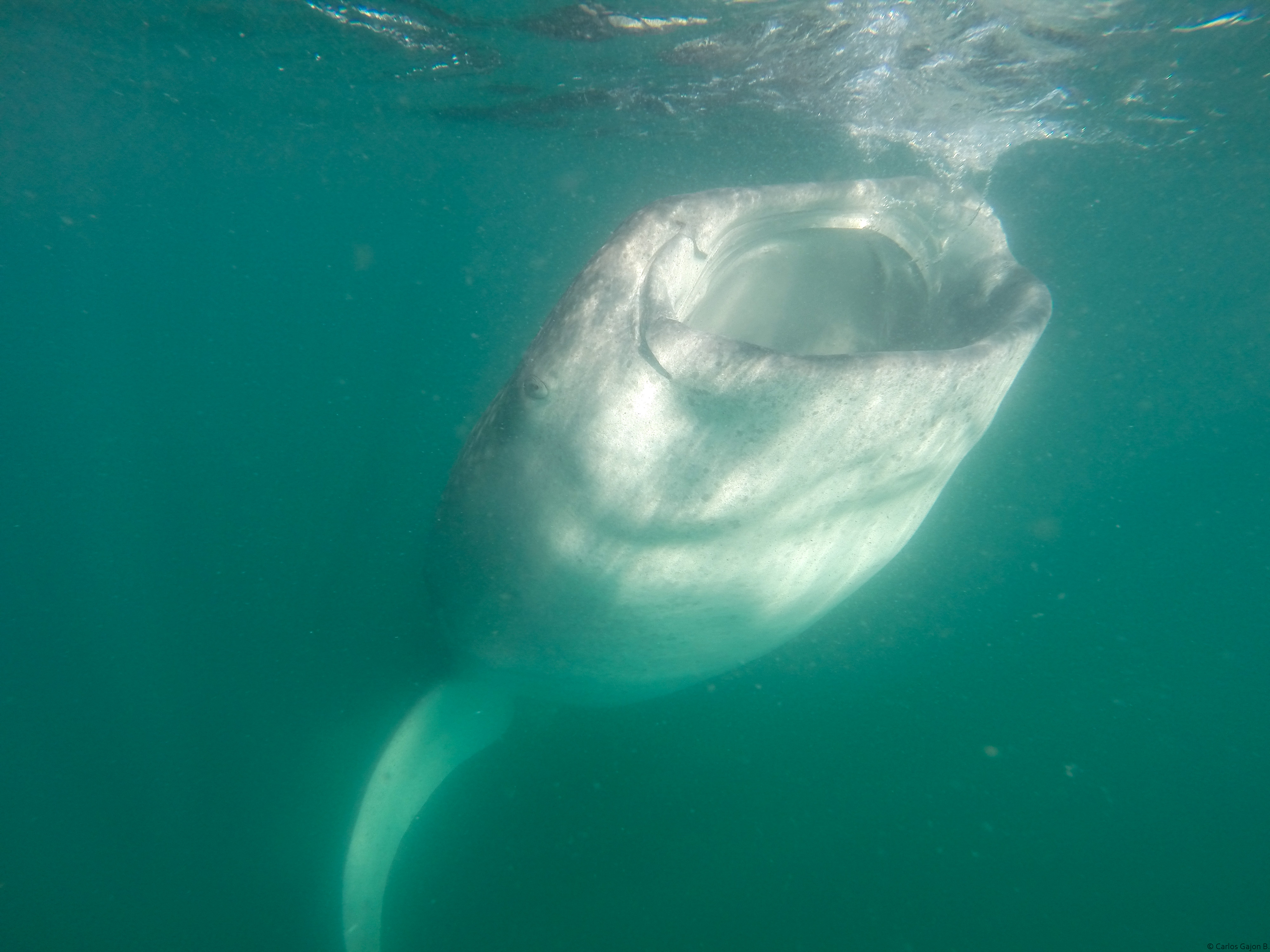 peaceful-whale-sharks-frequent-the-waters-of-bajas-sea-of-cortez