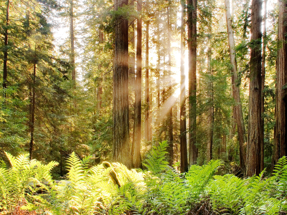 Redwood Forest