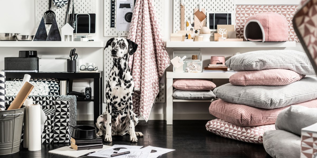 Dalmation Lead Image