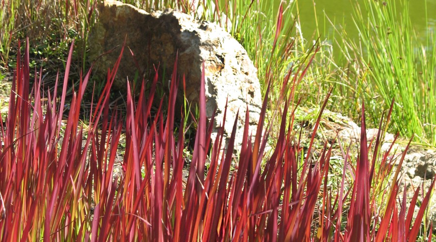 cogon-grass-red-baron-imperata-cylindrica-red-baron