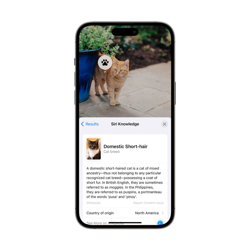 iPhone Visual Look Up Cat