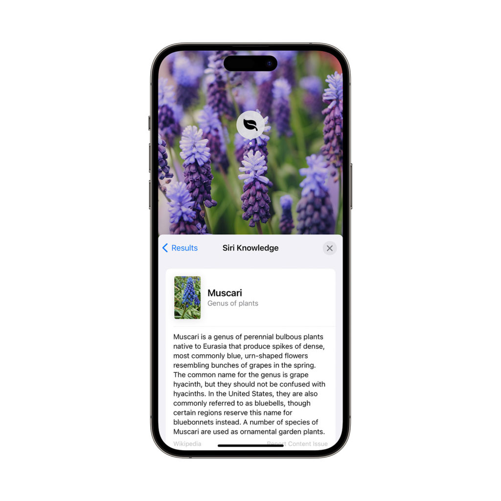 iPhone Visual Look Up Plants