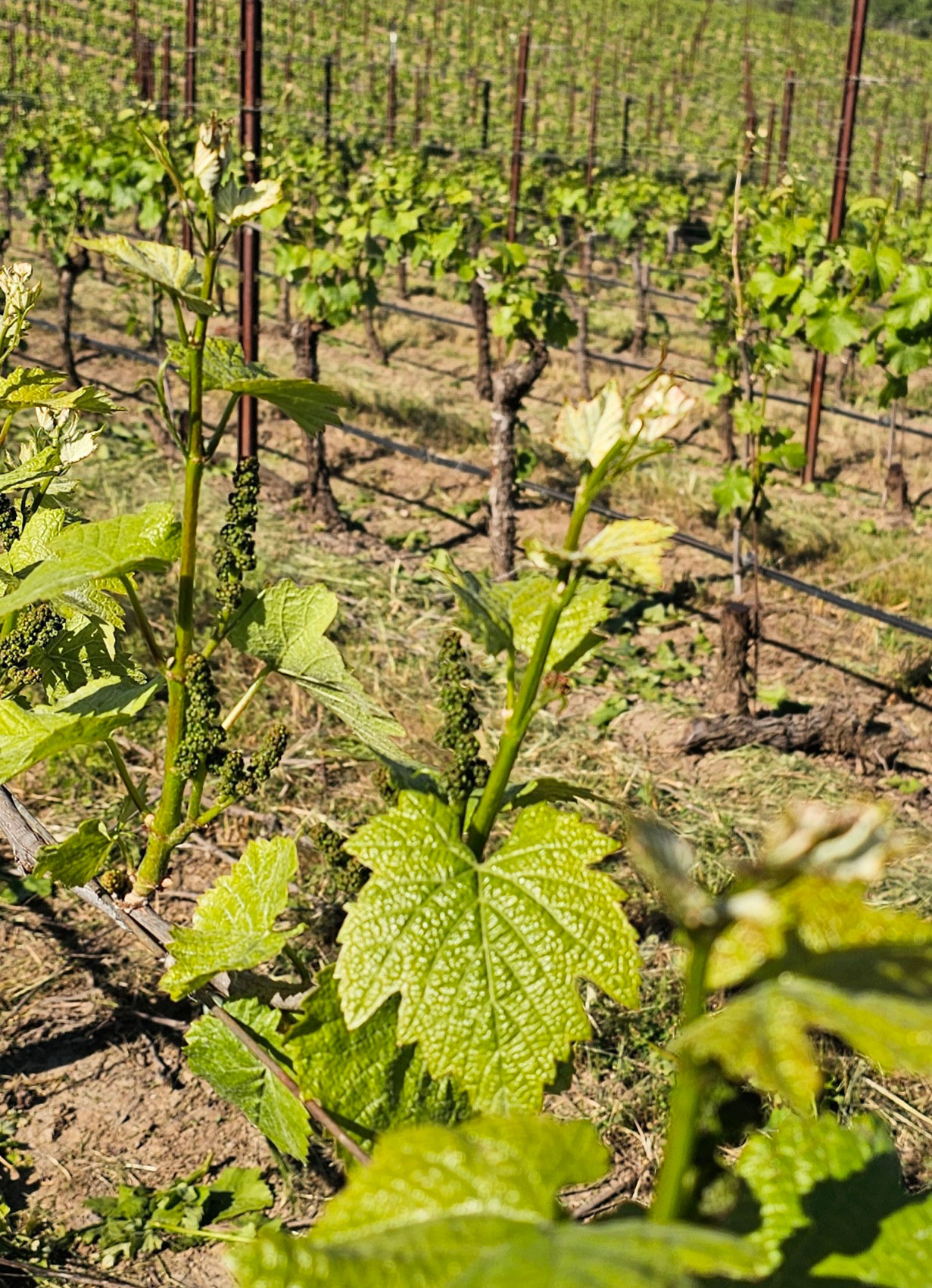 Iron Horse Vineyards