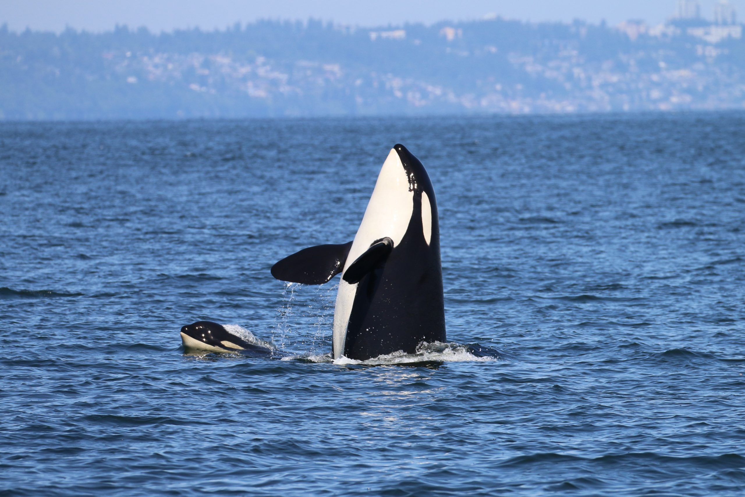 Orca whales peaking out from the water