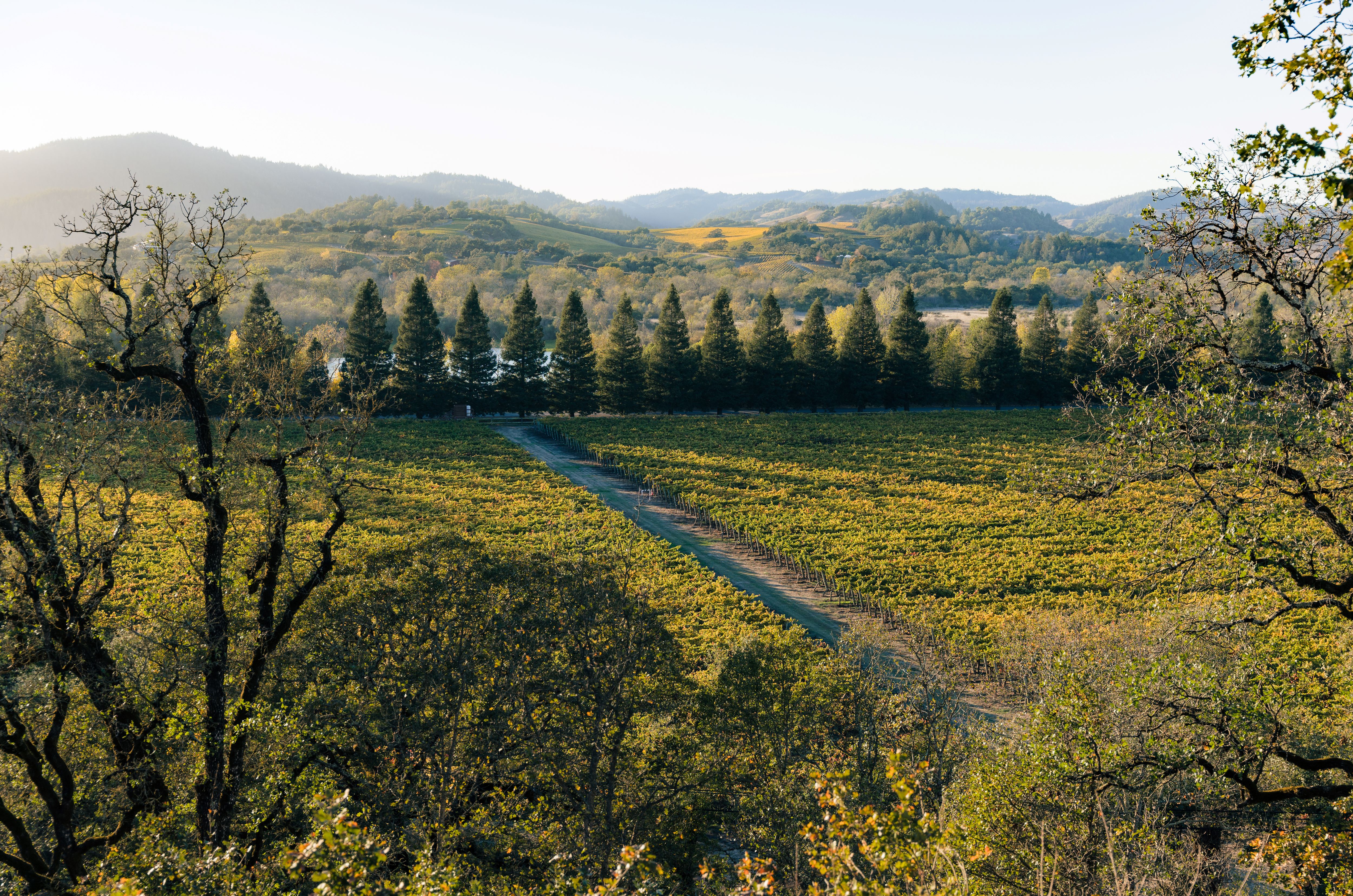 copain-view