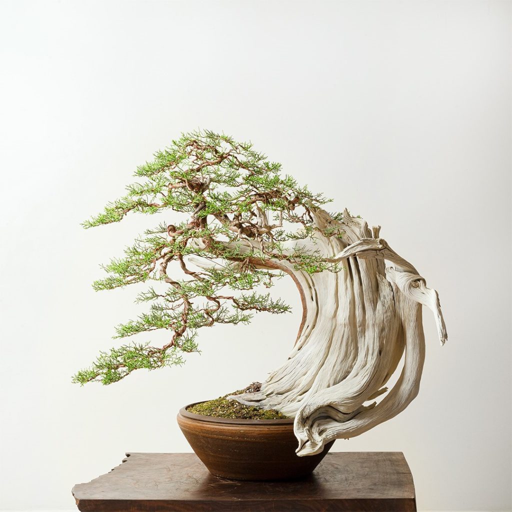 Bonsai California Juniper