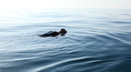 Jobi Manson Sefari in Water