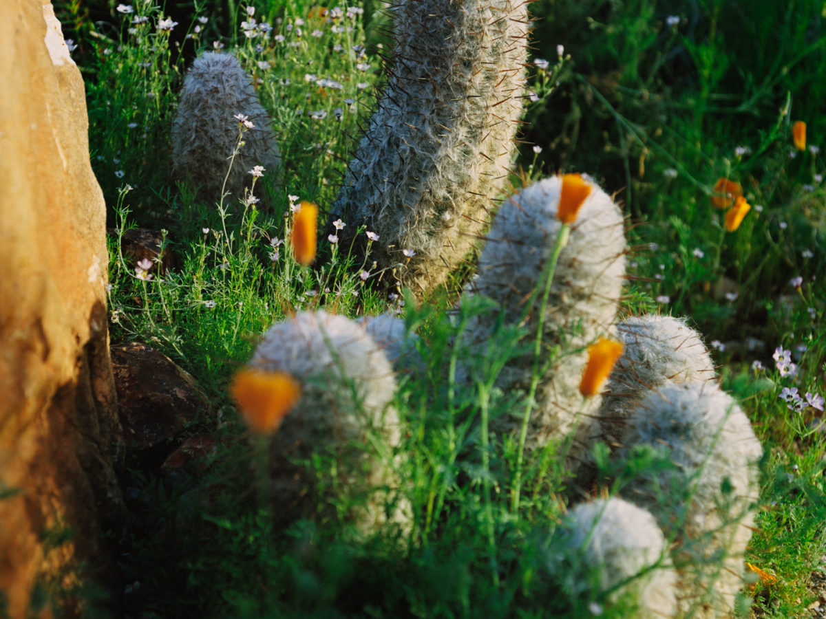 cactus-maximus-garden-agency-2021-04