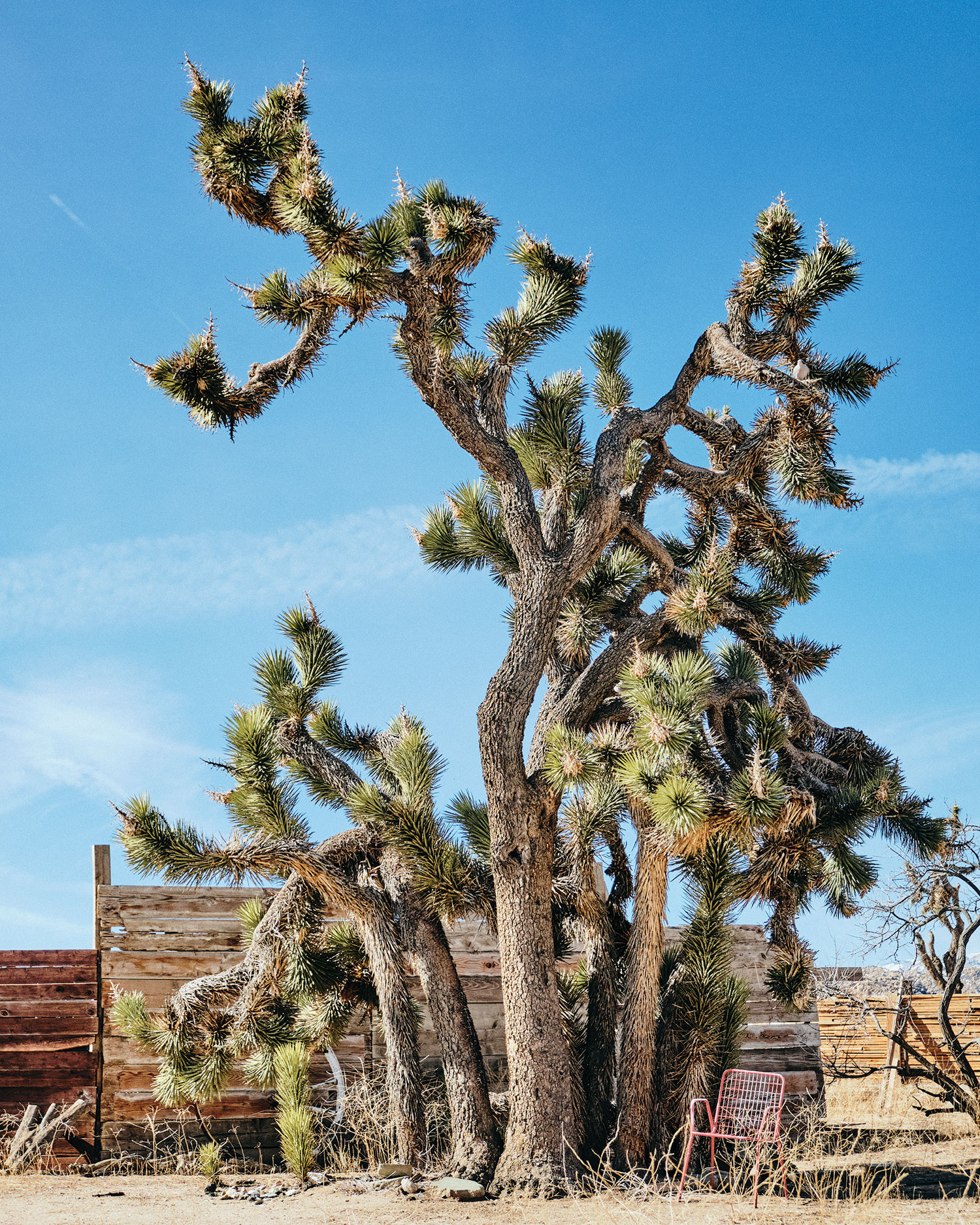 Joshua Tree