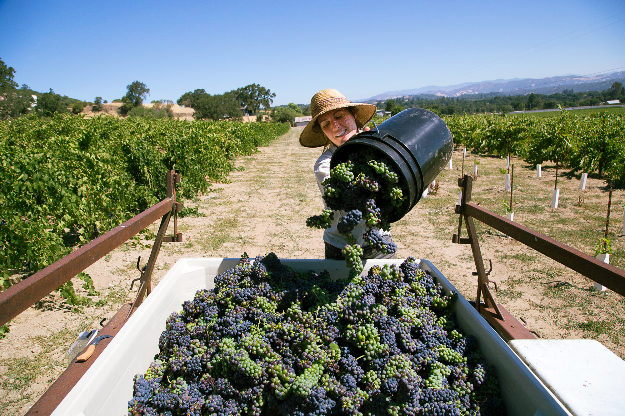 Jus Jus Grape Harvest