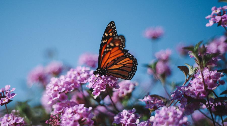 monarch-butterflies-california-coast