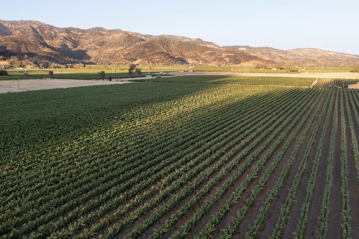 romeo-family-vineyards-estate