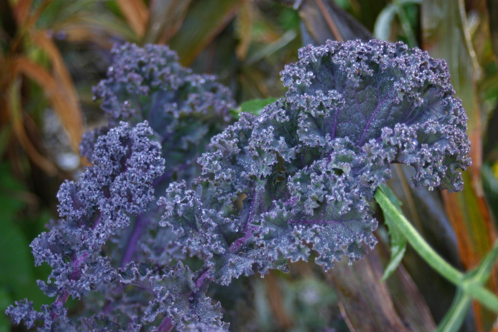Redbor Kale