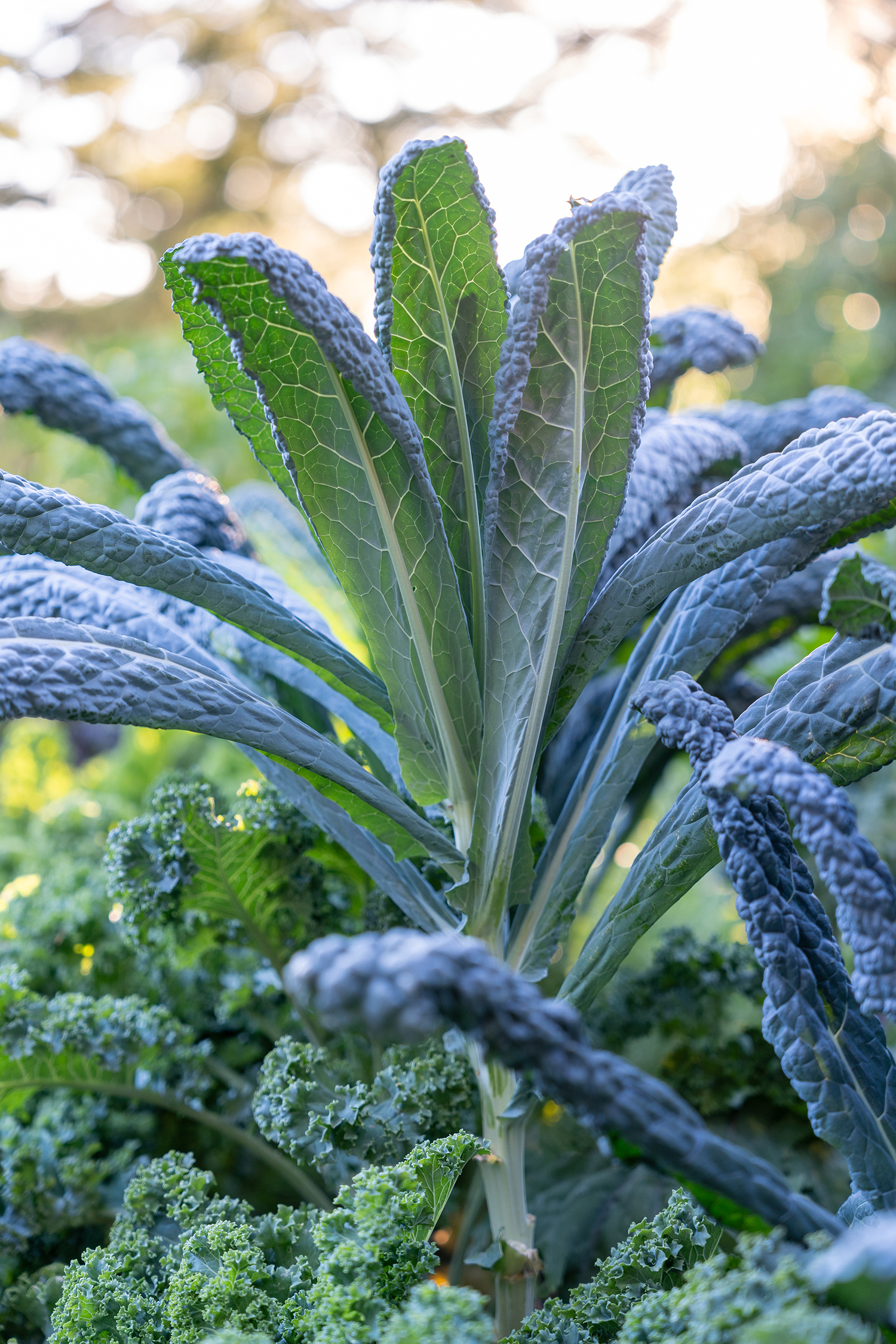 Kale San Geronimo Greenhouse