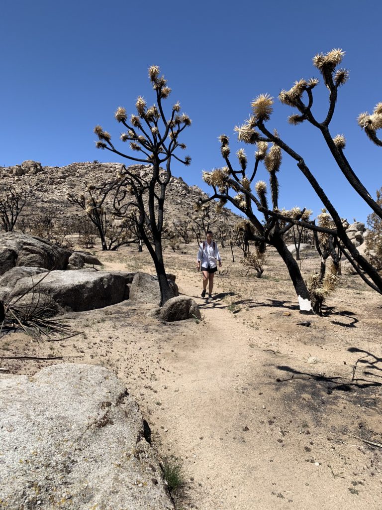 Karen Ellis Teutonia Peak Trail Mojave National Preserve