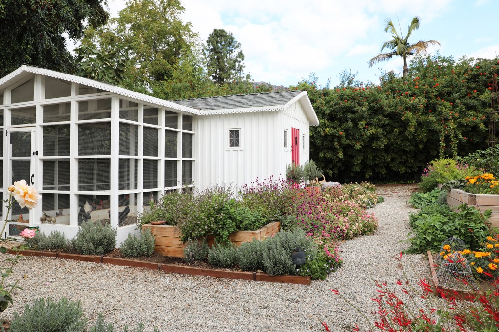 This Is What You Should Do in Your Garden If You Have Chickens