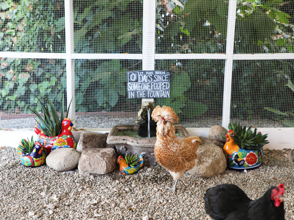 Kate Richards Chicken Coop Fountain