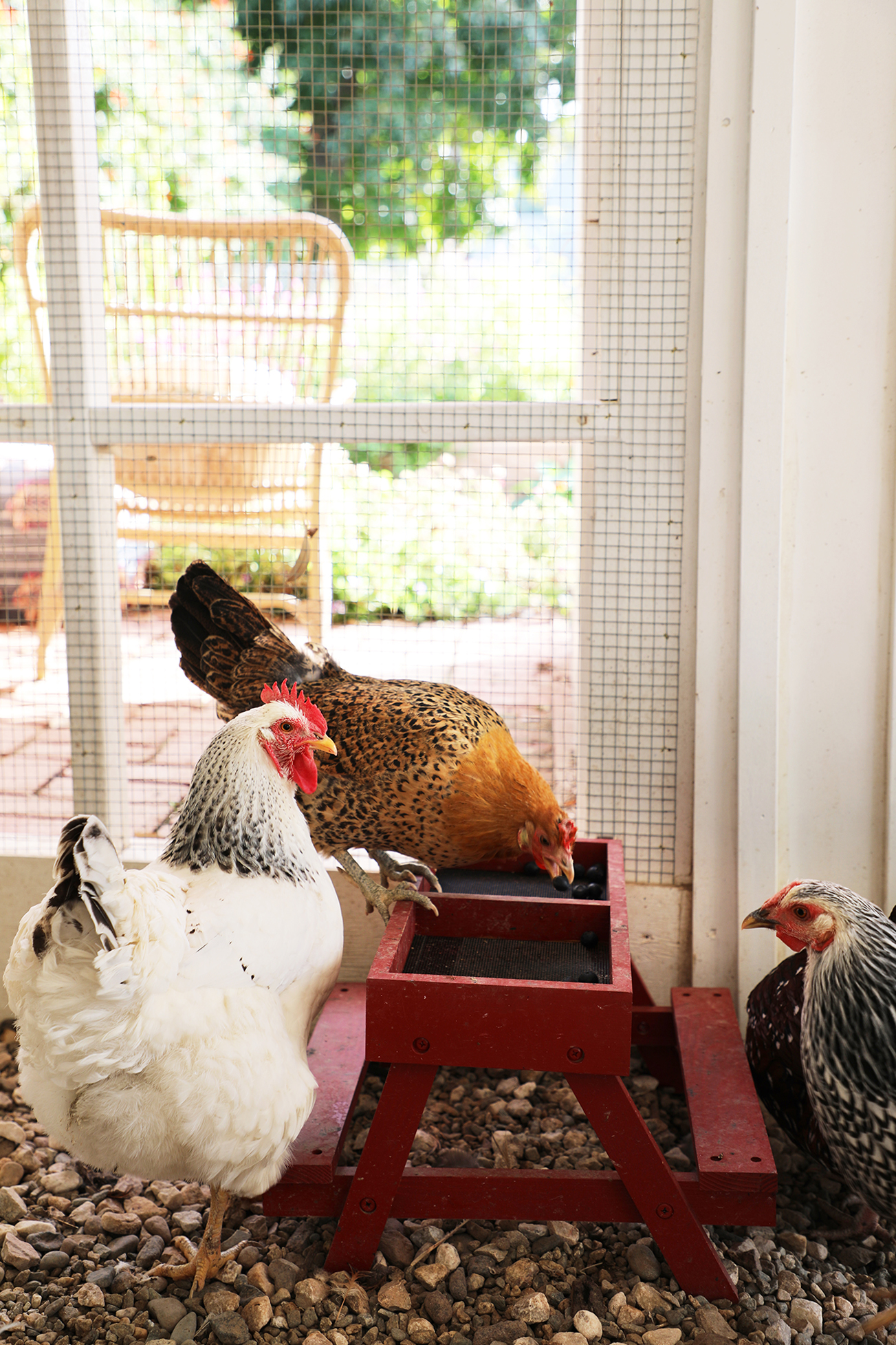 Kate Richards Chicken Coop Interior Detail