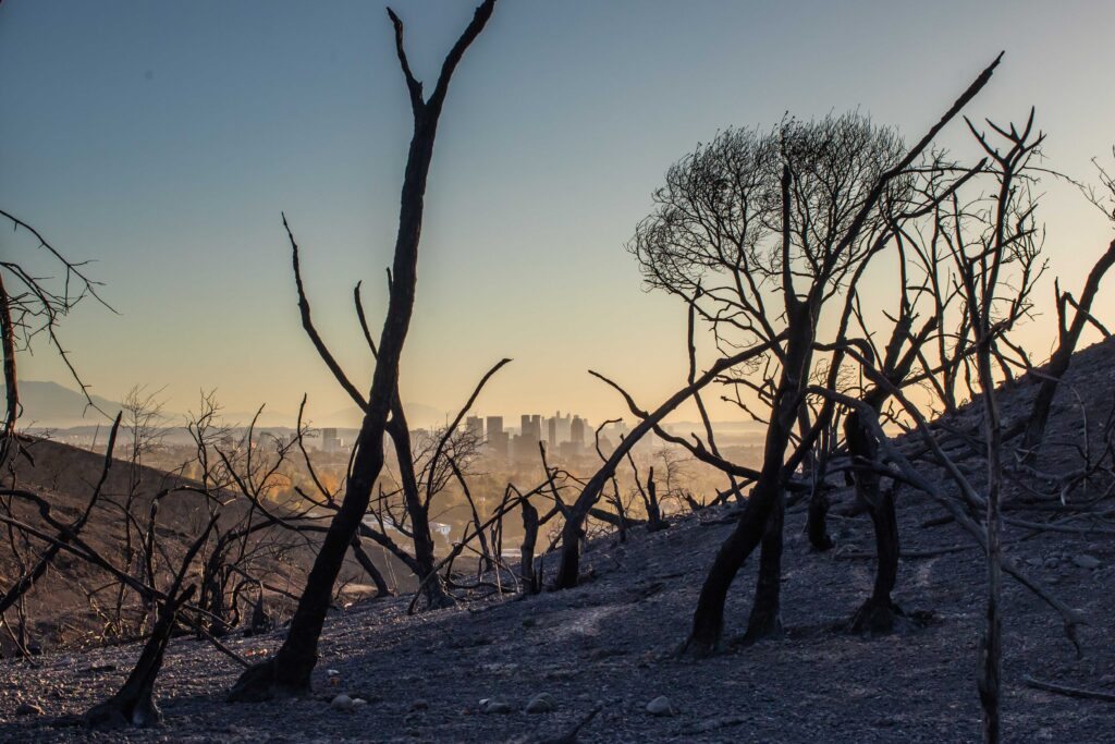 L.A. Skyline and Burned Trees from Will Rogers State Park