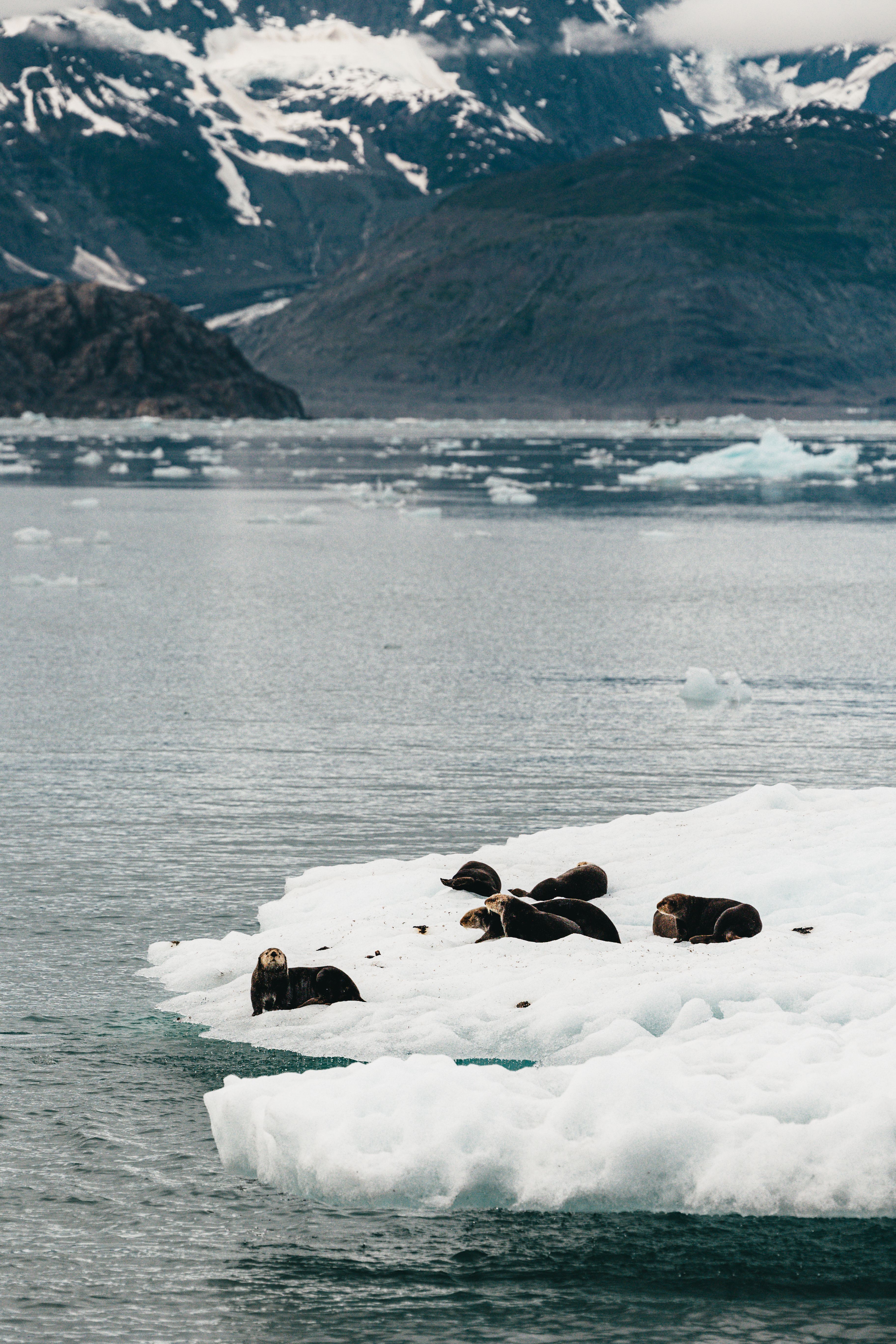 sea-otters-prince-william-sound-alaska