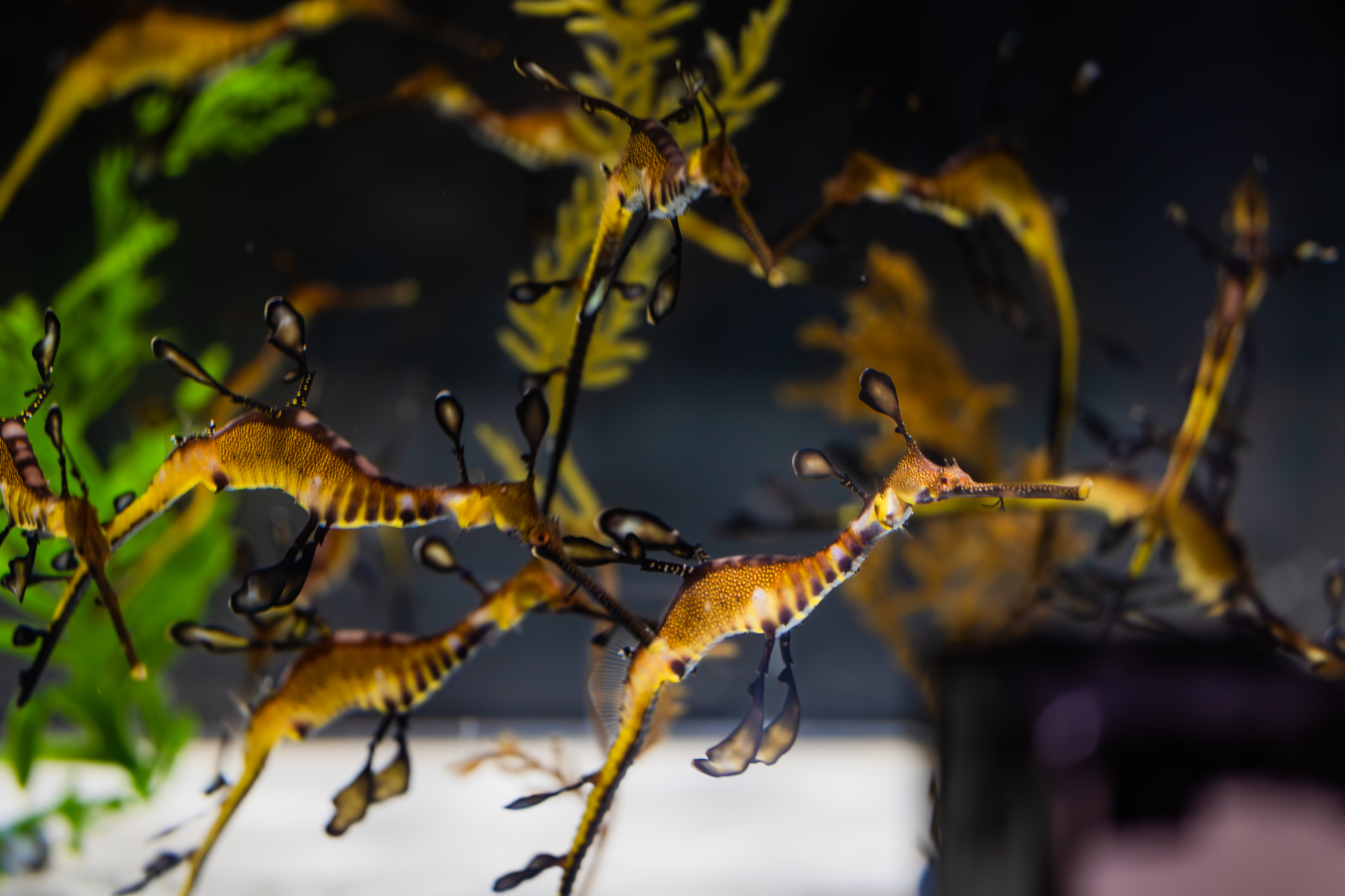 weedy-seadragons-in-seadragons-seahorses-at-birch-aquarium