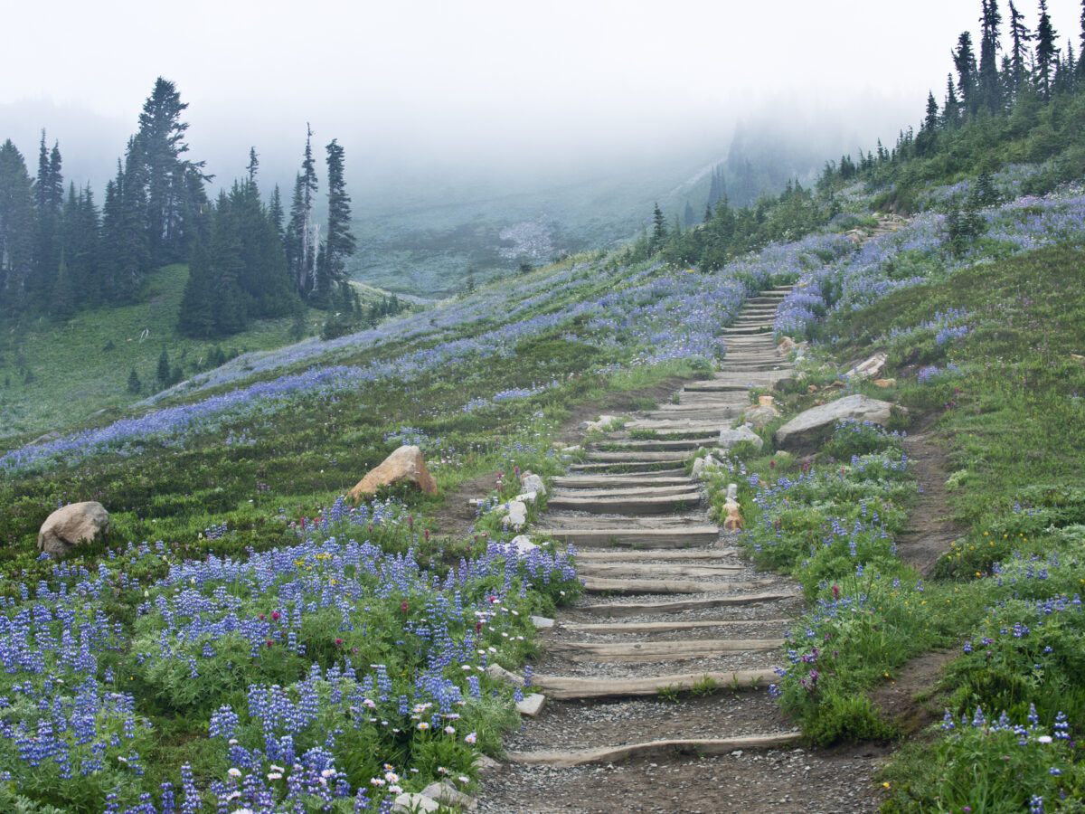 Wildflowers on Mount Rainier National Park Skyline Trail