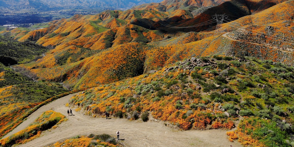 Lake Elsinore Walker Canyon Super Bloom