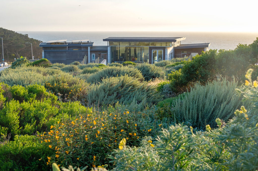 Lands End Lookout Golden Gate National Recreation Area Shrubs