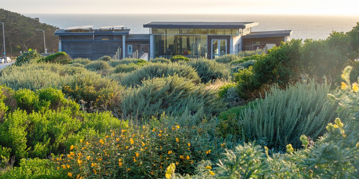Lands End Lookout Golden Gate National Recreation Area Shrubs