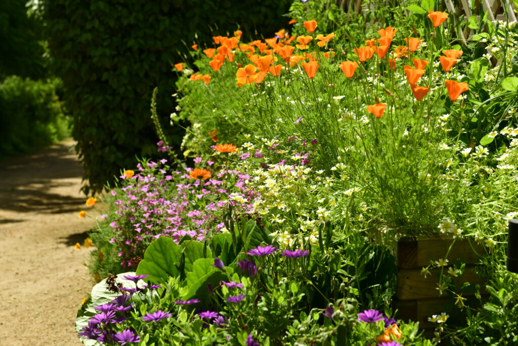 Jersey U.K. flower bed with California poppies